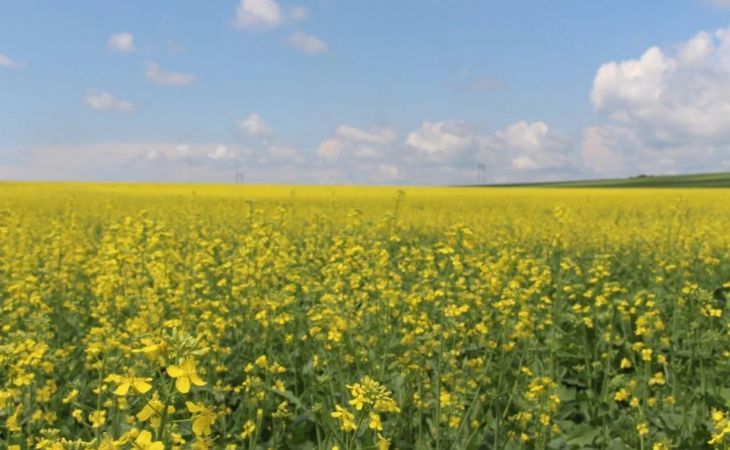 Сельхозкультуры