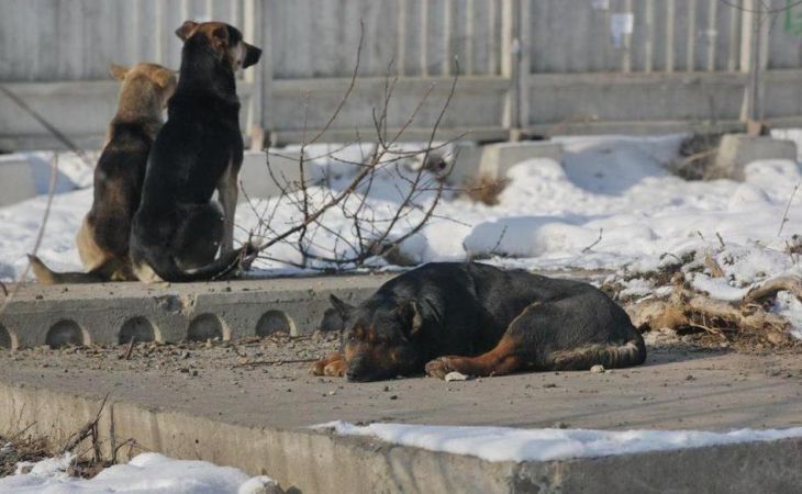 Бродячие собаки