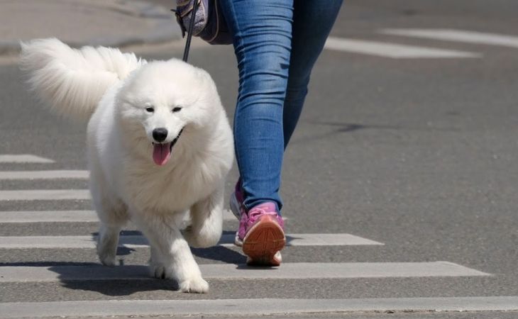 Собака на прогулке

