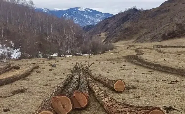 Вырубка деревьев