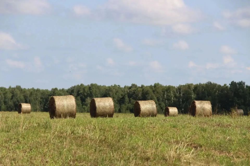 Сельское хозяйство