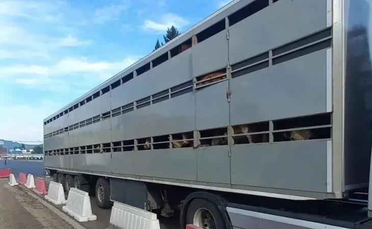 Задержание скота