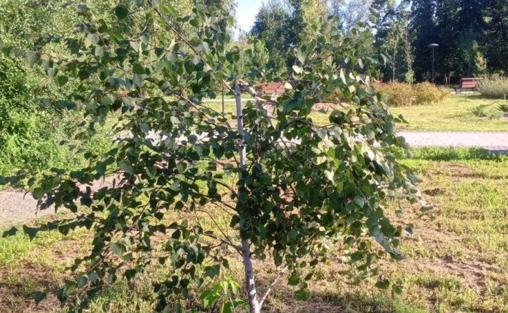 Сломанное дерево в "Изумрудном"