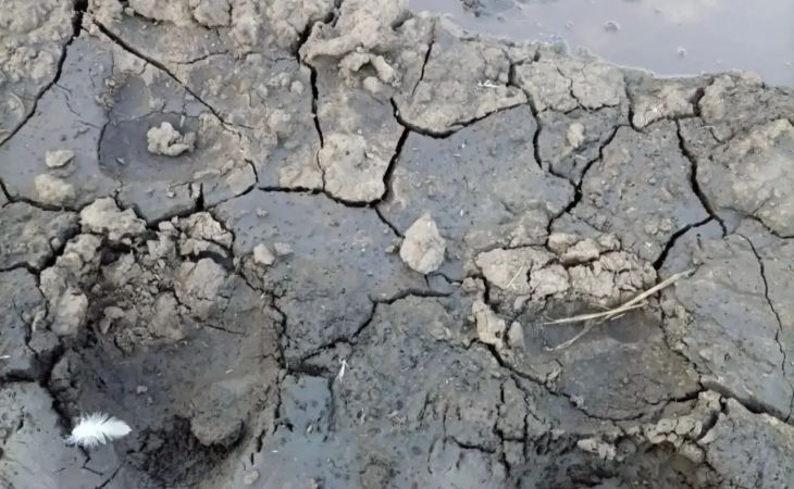Следы дикого животного