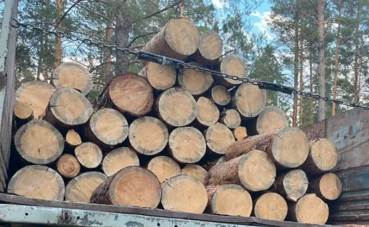 Незаконно вырубленные деревья